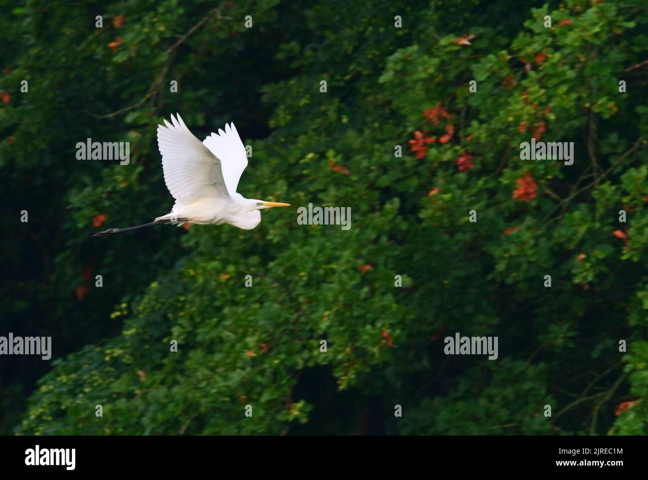 Trebbin, Deutschland. 22. August 2022. 22.08.2022, Trebbin. Ein Weißreiher (Ardea alba) fliegt im Licht der Morgensonne vor einer Baumgruppe bei Trebbin in Brandenburg. Quelle: Wolfram Steinberg/dpa Quelle: Wolfram Steinberg/dpa/Alamy Live News Stockfoto