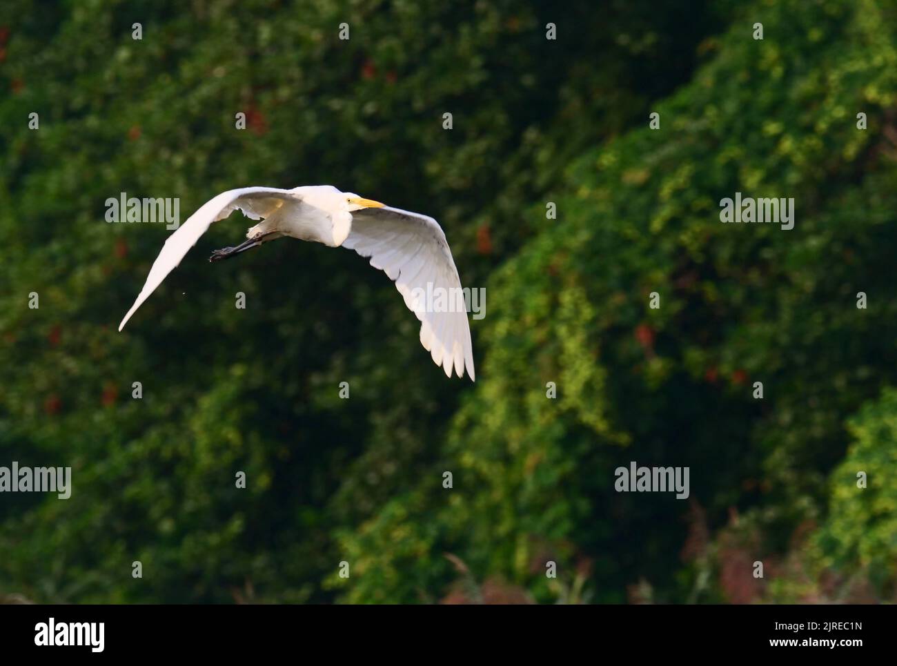 Trebbin, Deutschland. 22. August 2022. 22.08.2022, Trebbin. Ein Weißreiher (Ardea alba) fliegt im Licht der Morgensonne vor einer Baumgruppe bei Trebbin in Brandenburg. Quelle: Wolfram Steinberg/dpa Quelle: Wolfram Steinberg/dpa/Alamy Live News Stockfoto