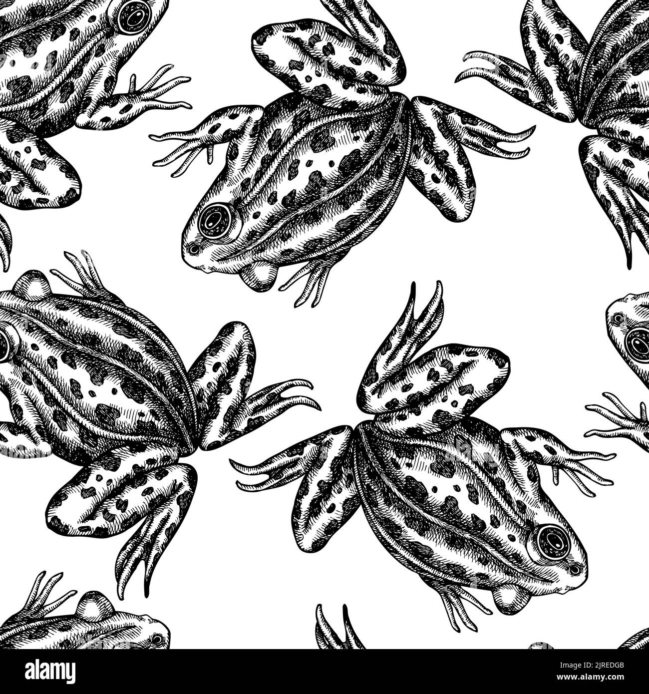 Geheimnisvolle Wald nahtlose Muster Hintergrund-Design. Gravierte Ausführung. Handgezeichneter Poolfrosch. Stock Vektor