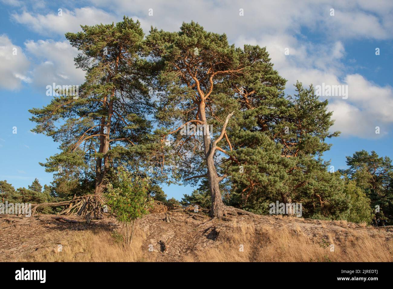 Die Dünen von Verden sind eine beeindruckende Landschaft mit vielen offenen Sandflächen ohne Vegetation und bizarren Bäumen, die in den Himmel reichen. Stockfoto