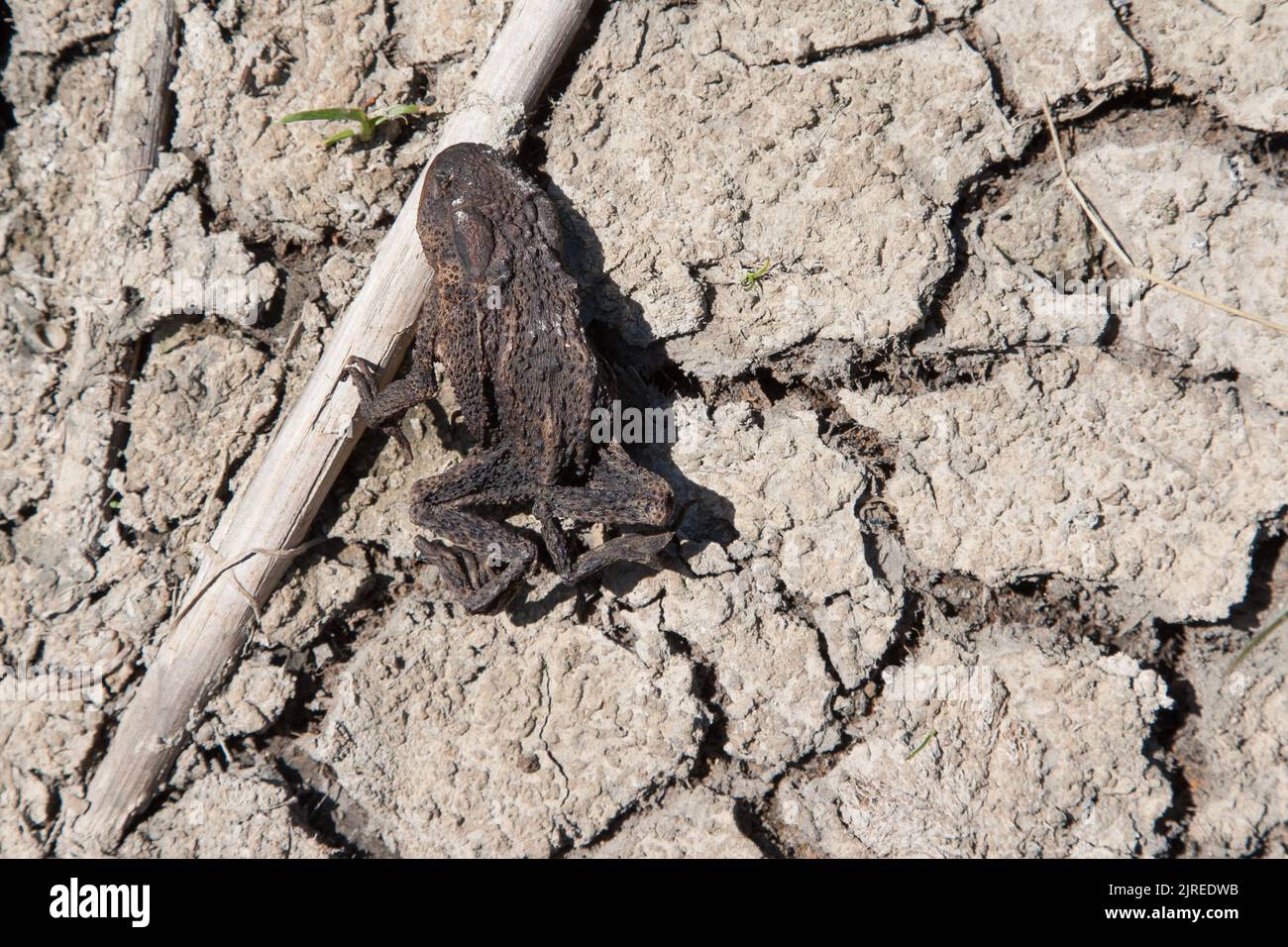 Sie klammert sich immer noch an ein Schilf, eine ausgetrocknete Kröte auf dem rissigen Boden des trockenen Teiches. Stockfoto