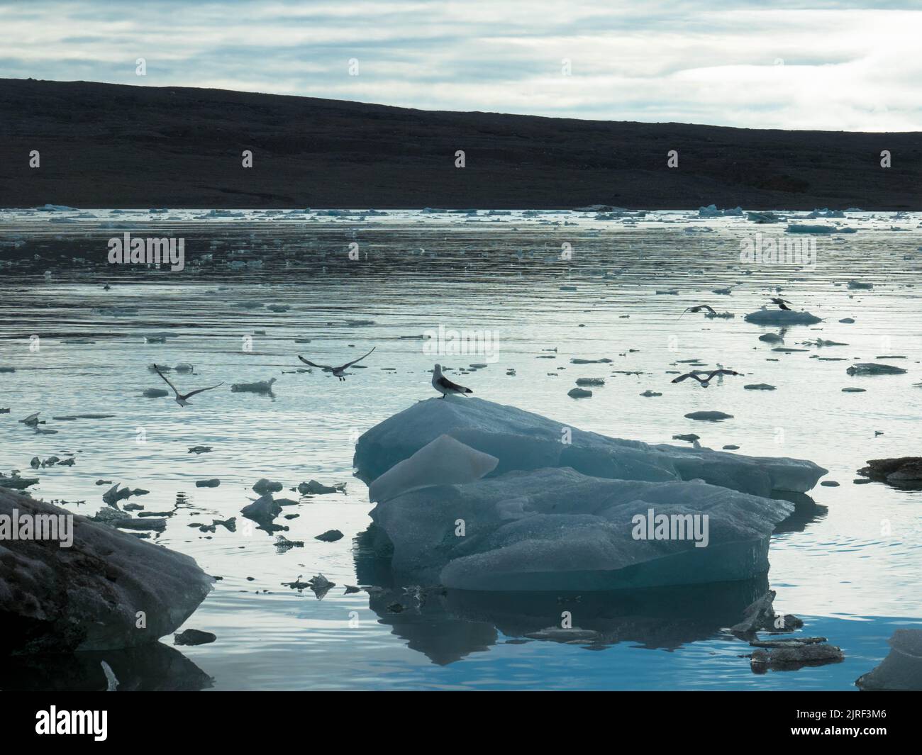 Panoramablick auf den Fjortende Julibreen. Ist ein schöner Gletscher, der im Nordwesten Spitzbergens gefunden wurde. Schwimmendes Packeis im arktischen Ozean. Spitzbergen Stockfoto