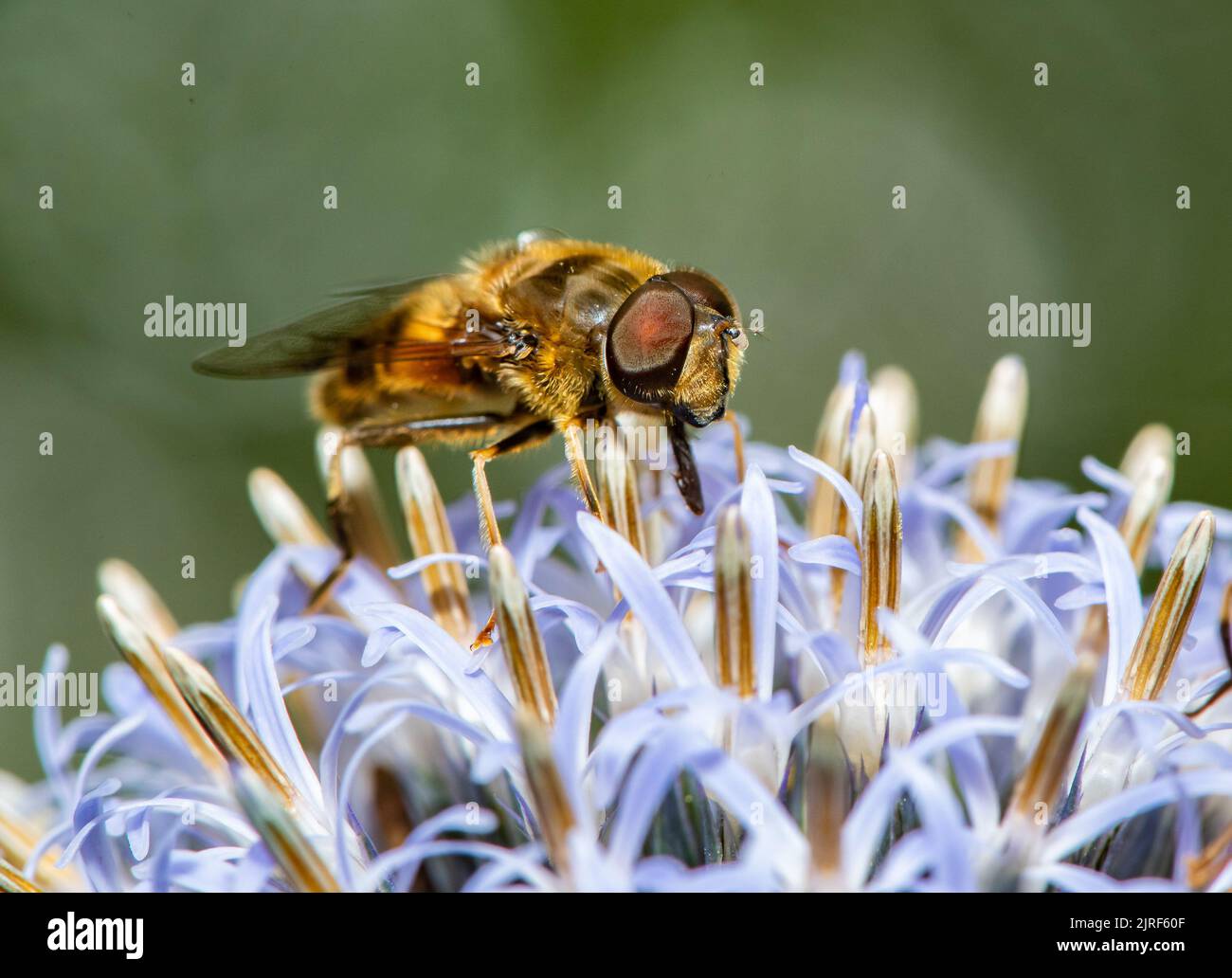 A Tapered Drone Fly, Chipping, Preston, Lancashire, Großbritannien Stockfoto