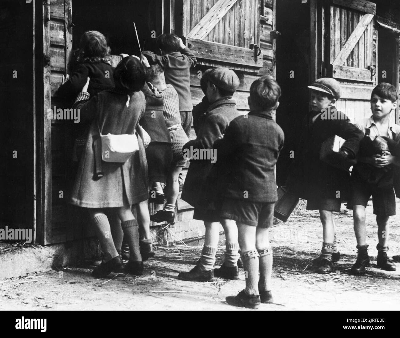 Eine Gruppe der evakuierten Besuch eines Bauernhofes bei einem Spaziergang durch die Natur von ihrer Billet in Dartington Hall in Totnes, Devon während 1941. Eine Gruppe junger Umsiedler schauen Sie über eine stabile Tür, um zu sehen, wenn sie das Pferd, das Innere sehen kann. Alle Kinder sind mit ihren Gasmasken in Kartons. Sie haben auf diesem Bauernhof als Teil ihrer Natur zu Fuß von ihren Billet gestoppt in Dartington Hall in Totnes, Devon, wo 250 Umsiedler aus London und Gravesend in Kent wohnen. Stockfoto