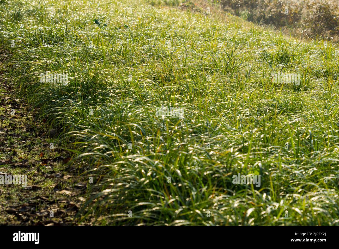 Oktober Herbstlandschaft Fotos und Grasblätter Stockfoto