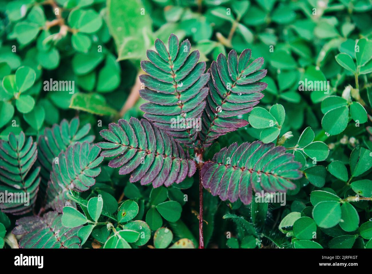 Eine selektive Fokusaufnahme einer Mimosa Pudica-Pflanze Stockfoto