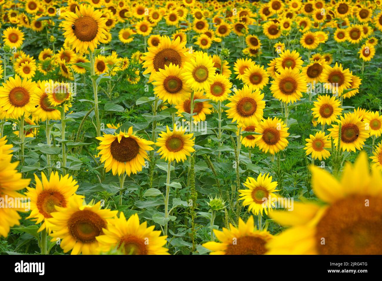 Bereich der hellen gelben Sonnenblumen Stockfoto