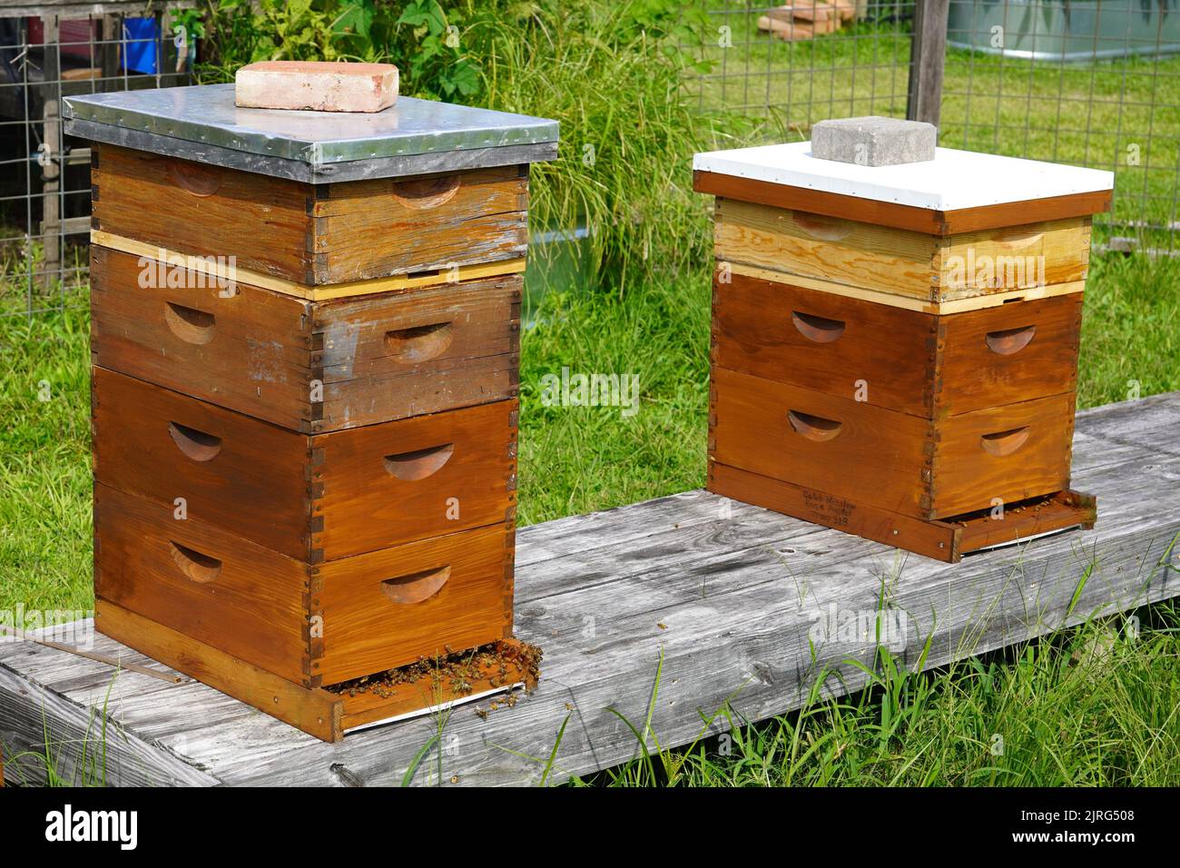 Zwei hölzerne Bienenstöcke mit Bienen, die herumfliegen Stockfoto