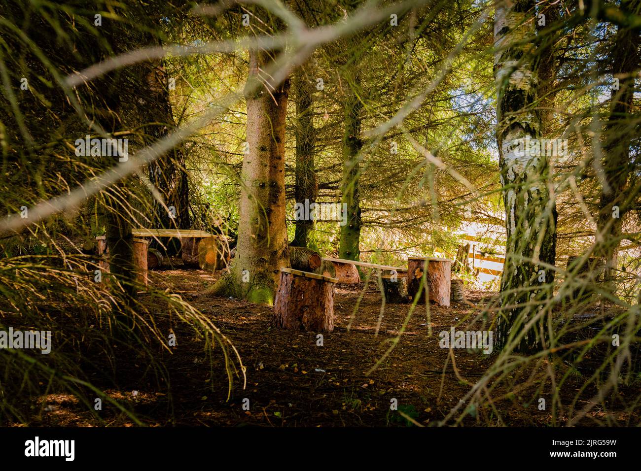 Eine Waldschule in lokalen Wäldern in Whalton, Northumberland Stockfoto