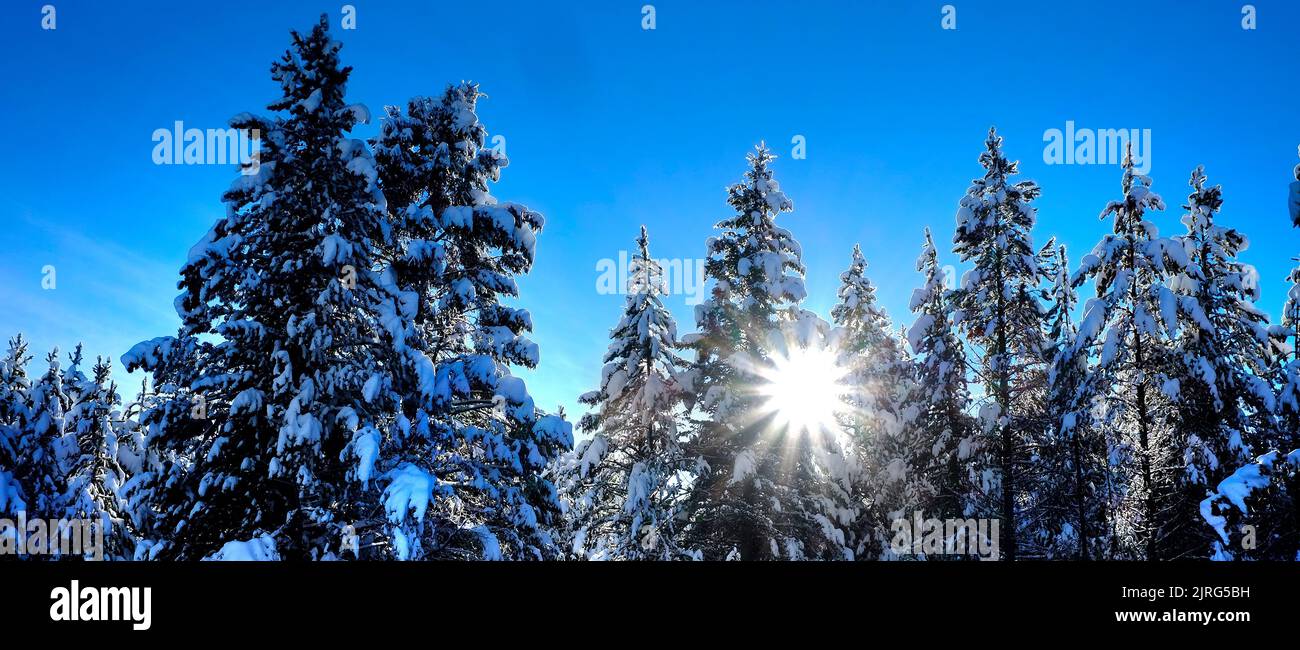 Szene Winter von verschneiten Wald Kiefern mit shunshine und blauer Himmel Stockfoto