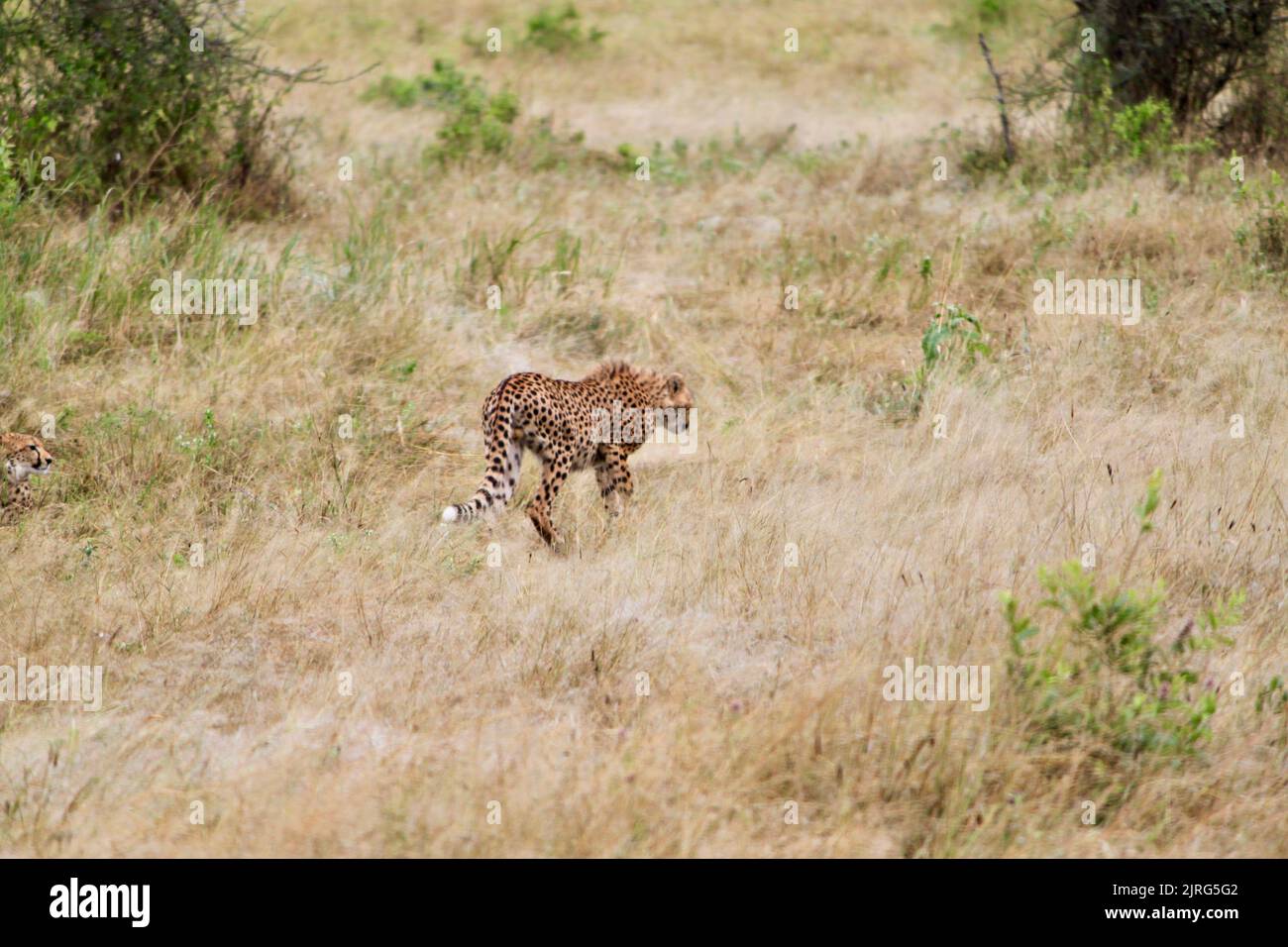 Der Blick von hinten auf einen Gepard im Wildgrasfeld Stockfoto