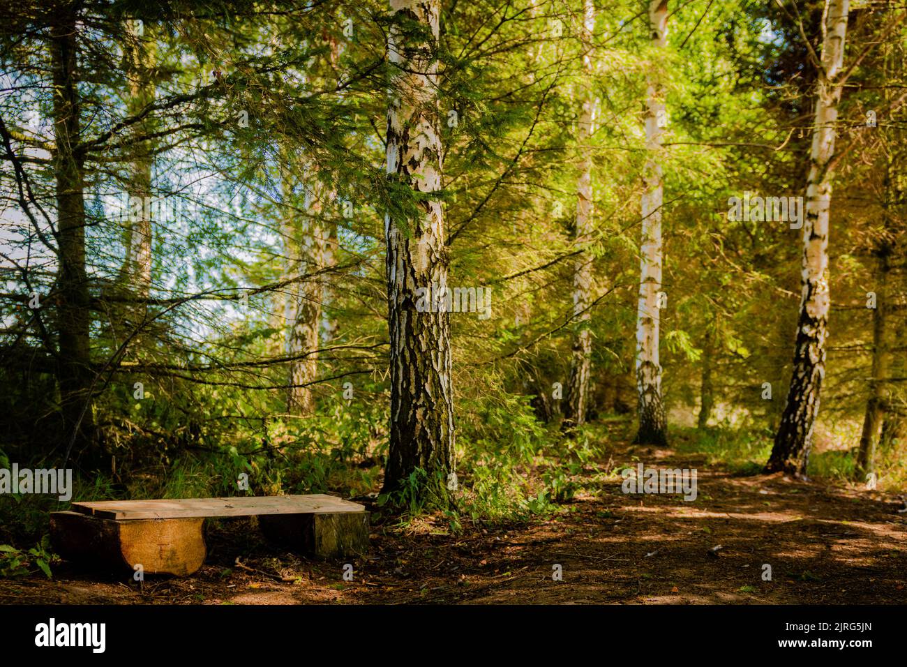 Eine Waldschule in lokalen Wäldern in Whalton, Northumberland Stockfoto