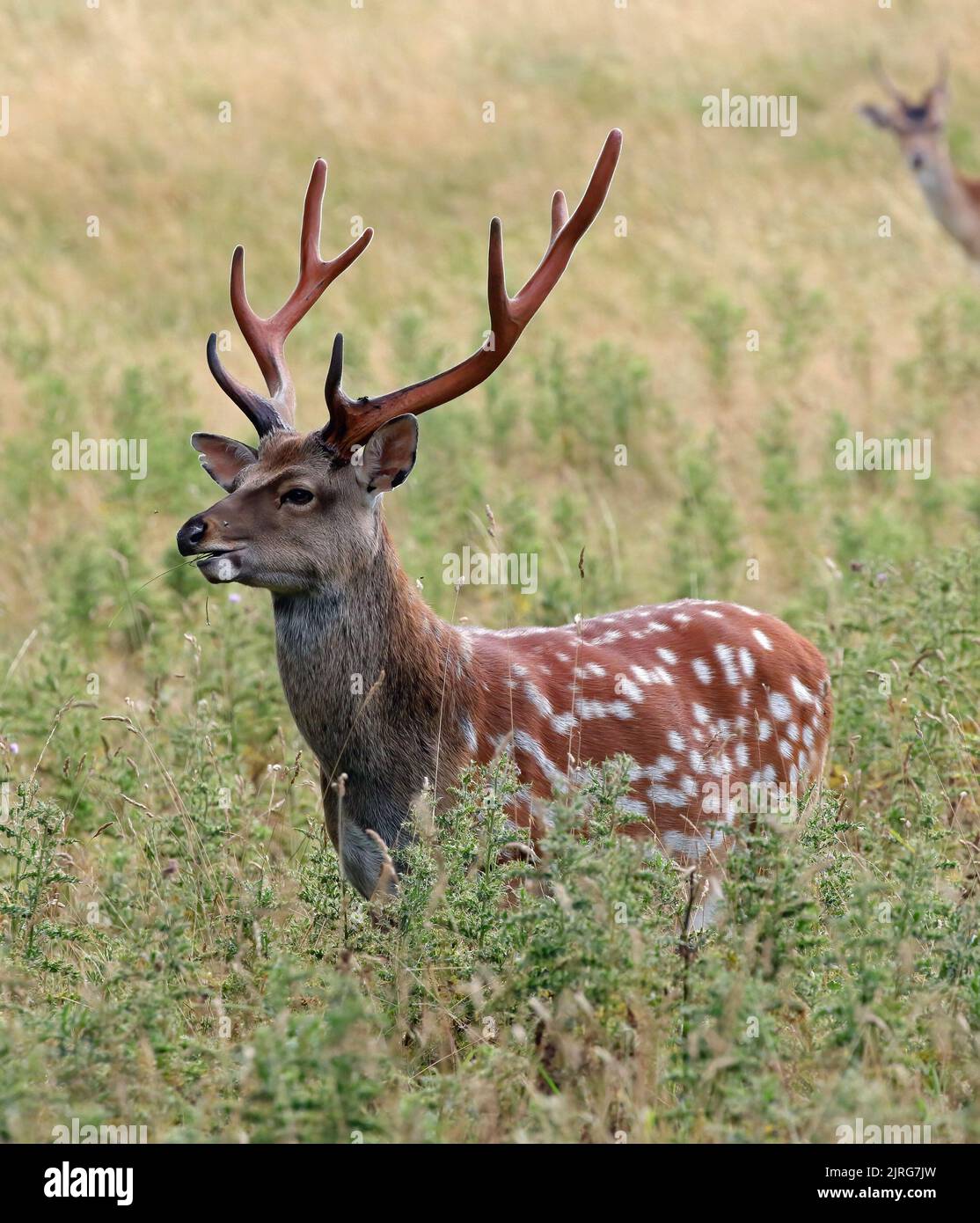 Sika Hirsche (Cervus nippon) Hirsche Stockfoto