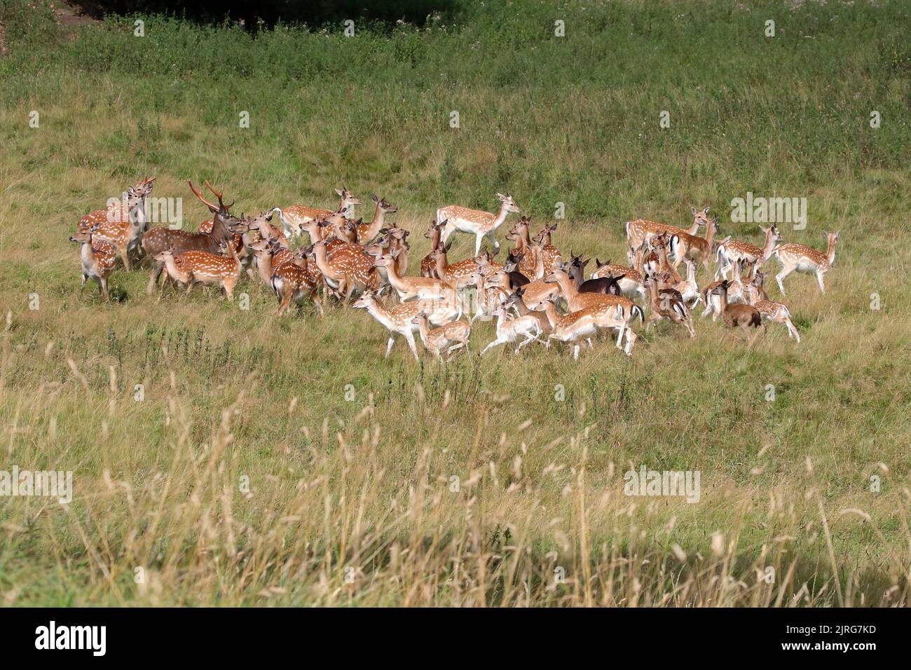 Eine kleine Herde Sika Deer (Zervius nippon) Stockfoto