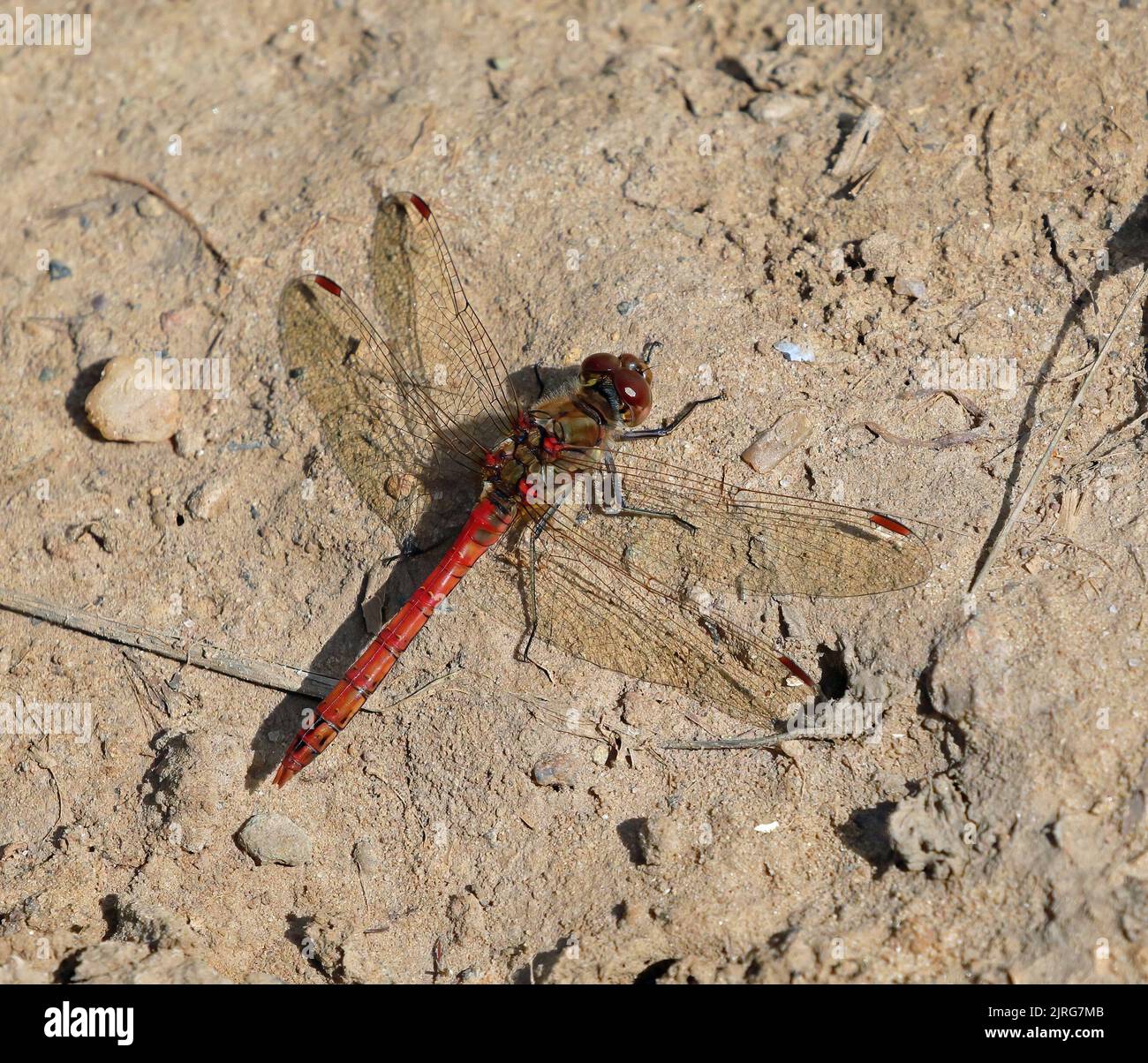 Gemeinsamen Darter (Sympetrum Striolatum) Libelle Stockfoto