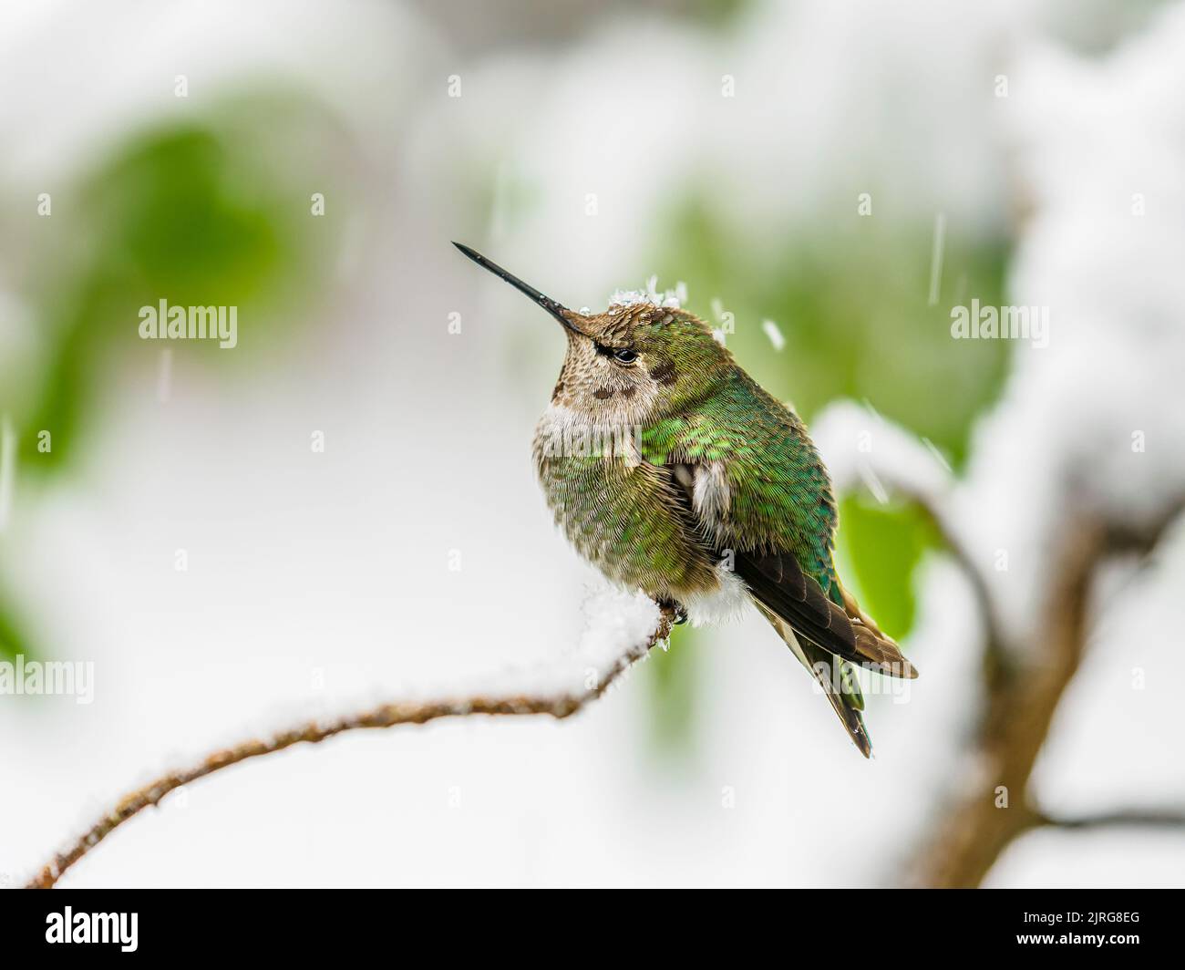 Eine überwintern Annas Kolibri (Calypte anna), die auf einem Ast sitzt und Schnee auf ihren Kopf fällt Stockfoto