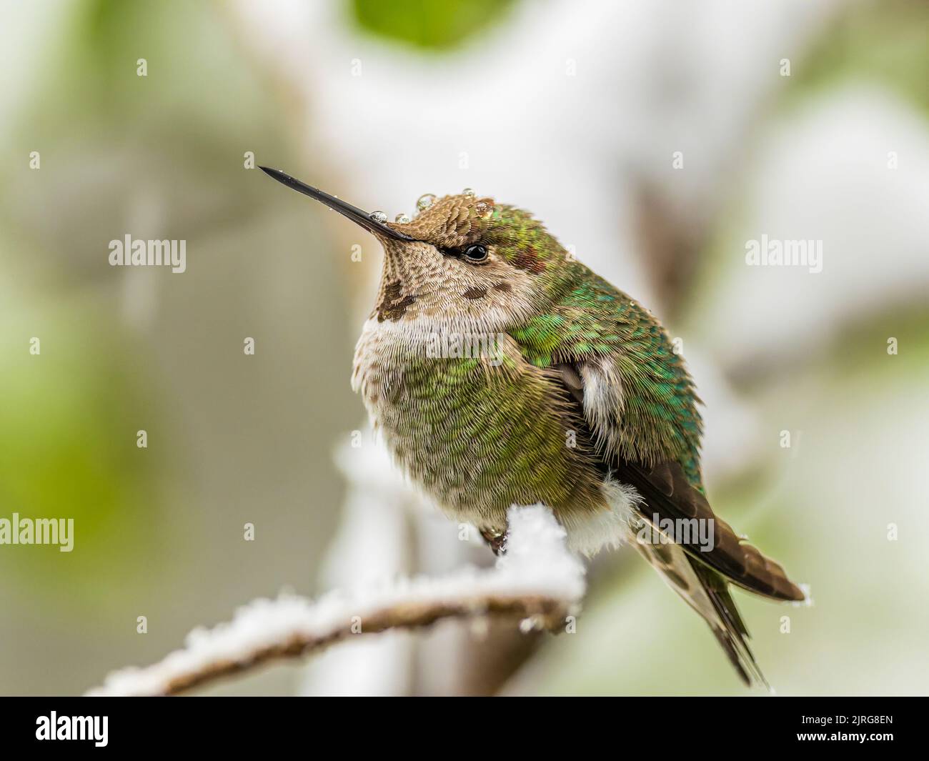 Eine überwintern Annas Kolibri (Calypte anna), die auf einem Ast sitzt, mit Wassertropfen aus schmelzendem Schnee auf ihrem Kopf Stockfoto
