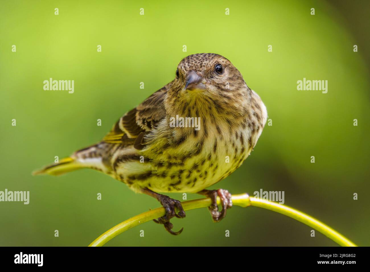 Ein Pine Siskin (Spinus pinus), der auf einem Ast thront Stockfoto