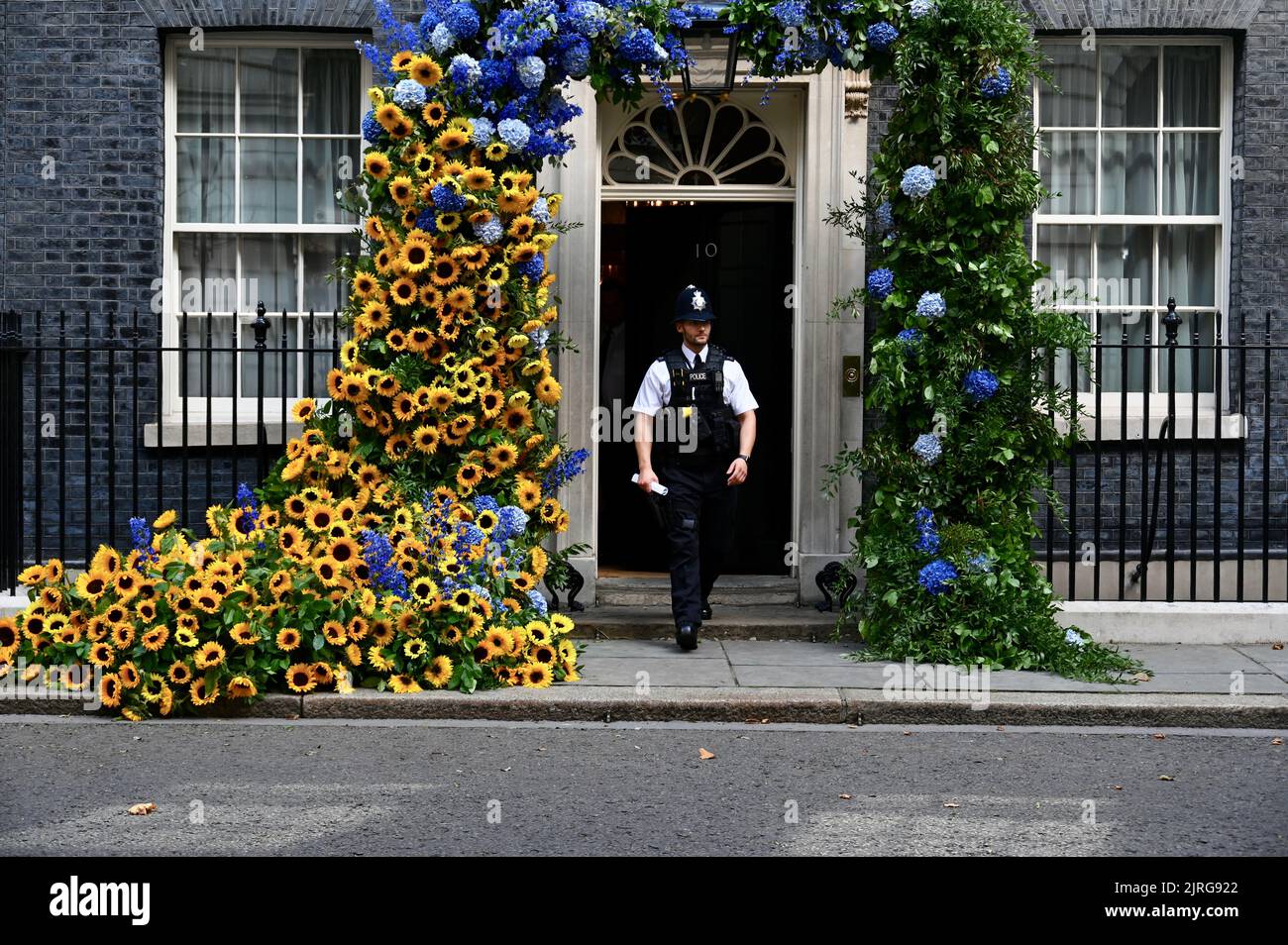 London, Großbritannien. Ein Polizeibeamter bewundert die Blumenpracht. Sonnenblumen für Solidarität. 10 der Eingang der Downing Street wurde mit der Nationalblume der Ukraine, der Sonnenblume, geschmückt, um den 31.. Jahrestag der Unabhängigkeitserklärung der Ukraine zu feiern. Stockfoto