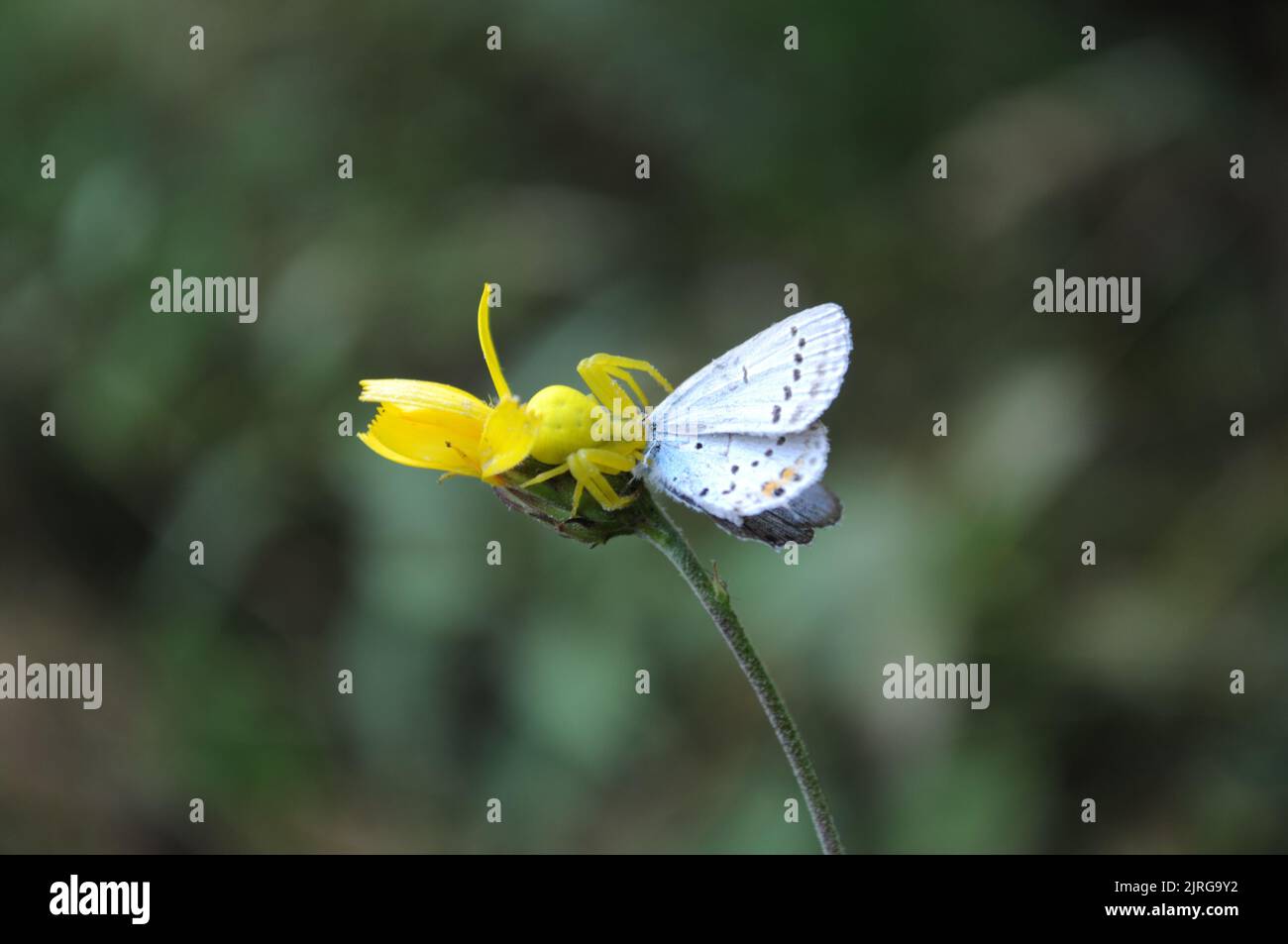 Thomisidae (Misumena vatia; Goldrute Krabbenspinne) hat einen Polyommatus icarus, Summer, Artvin - Türkei gefangen Stockfoto