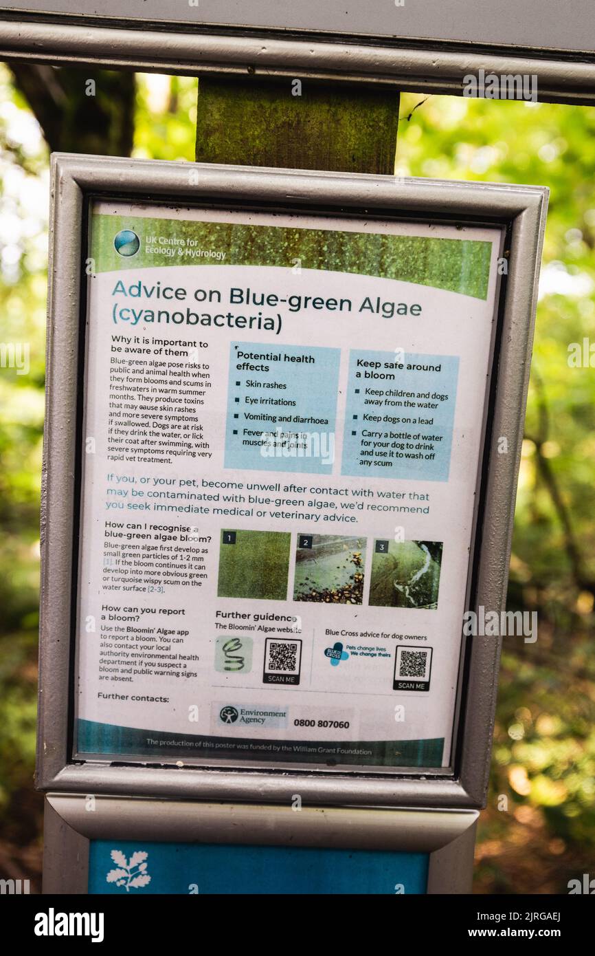 Lake Windermere Cumbria 24. August 2022 Ratschläge Warnzeichen der 'Blaugrünen Algen' Lake Windermere Cumbria UK NW News/Alamy Live News Stockfoto