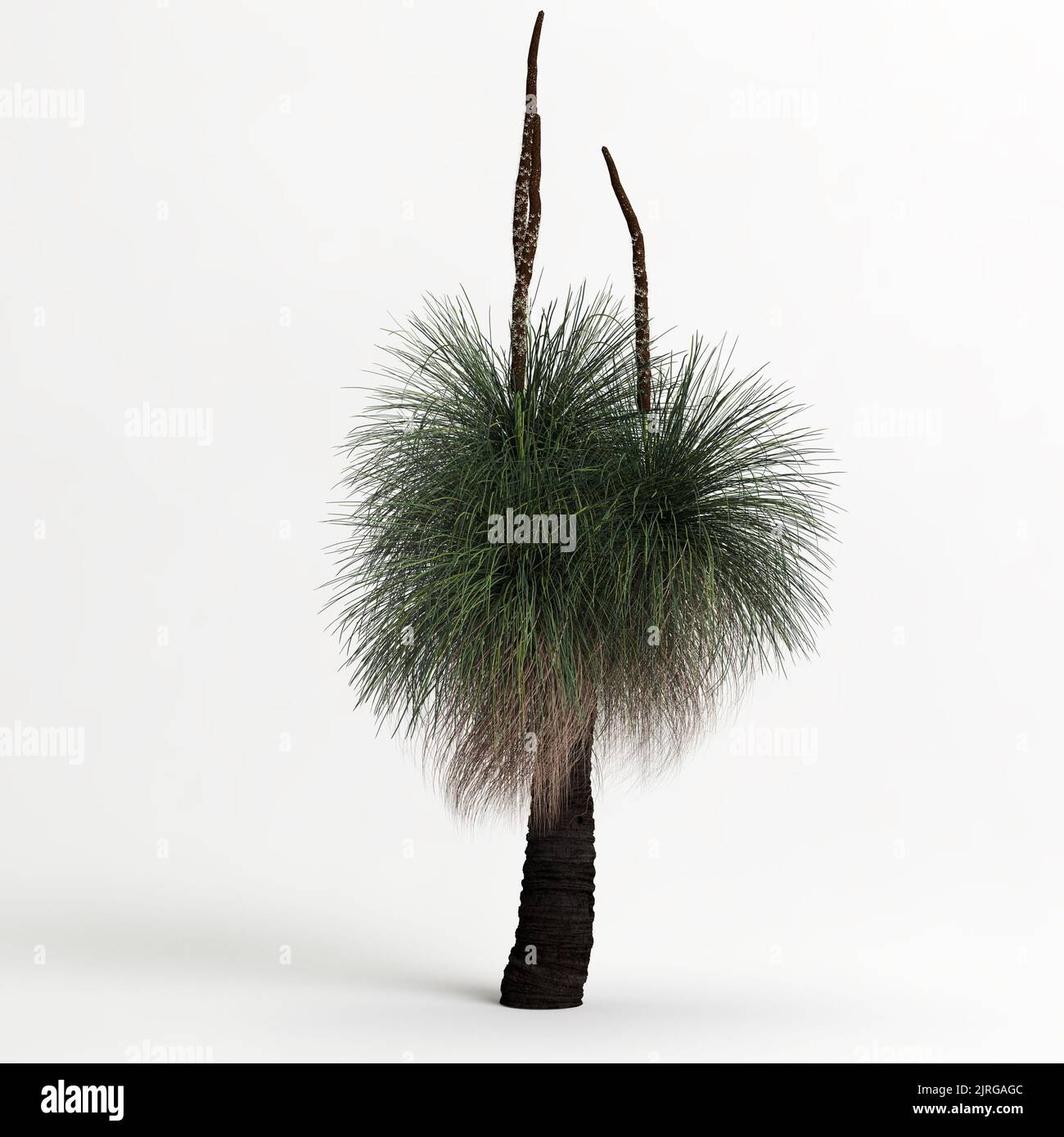 3D Illustration des arborea-Baumes Xanthorrhoea isoliert auf weißem Hintergrund Stockfoto