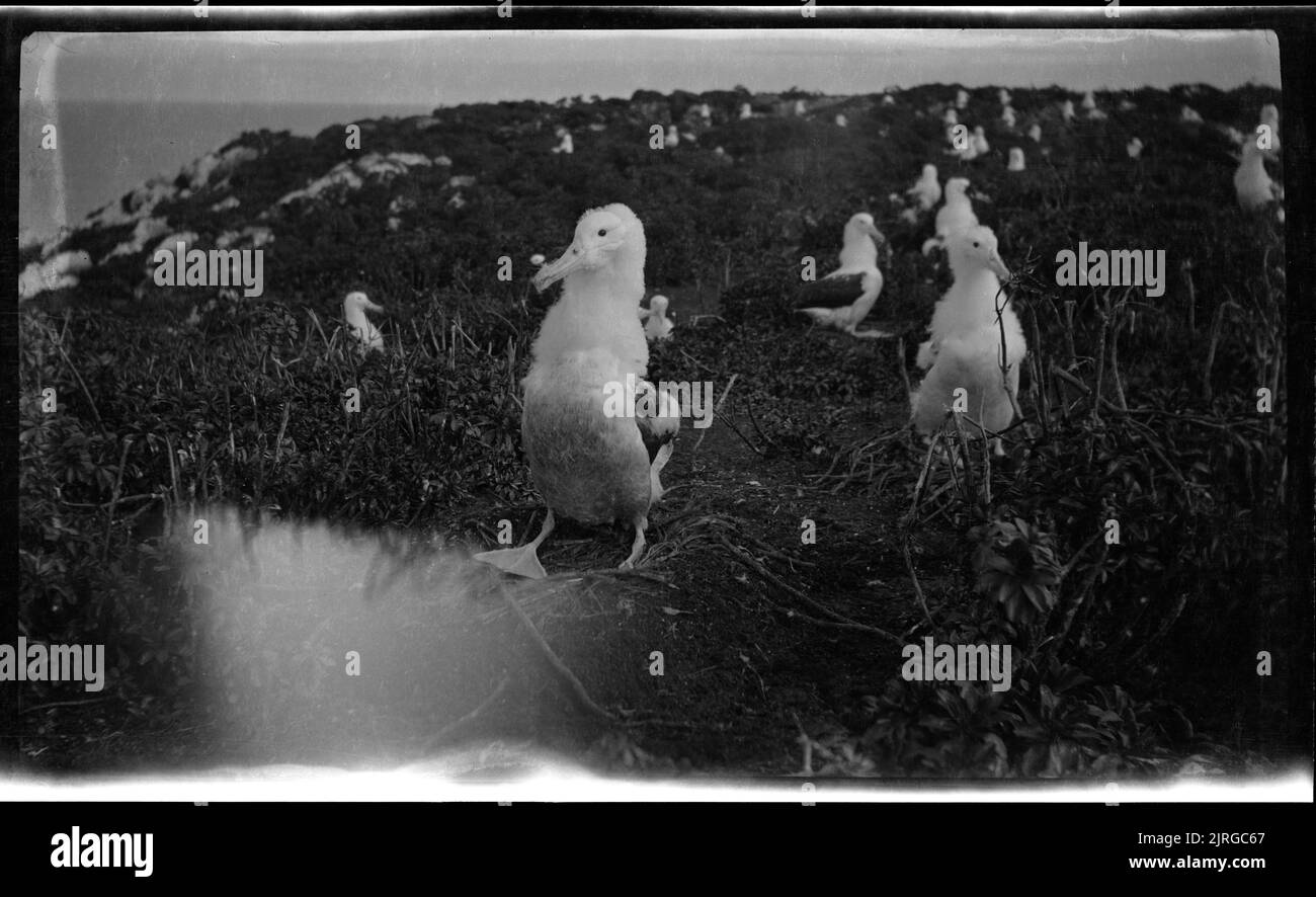 Nistplätze des Royal Albatross auf Forty-Fours Islets, Chatham Islands, 1934, Chatham Islands, von Allan Wotherspoon. Stockfoto