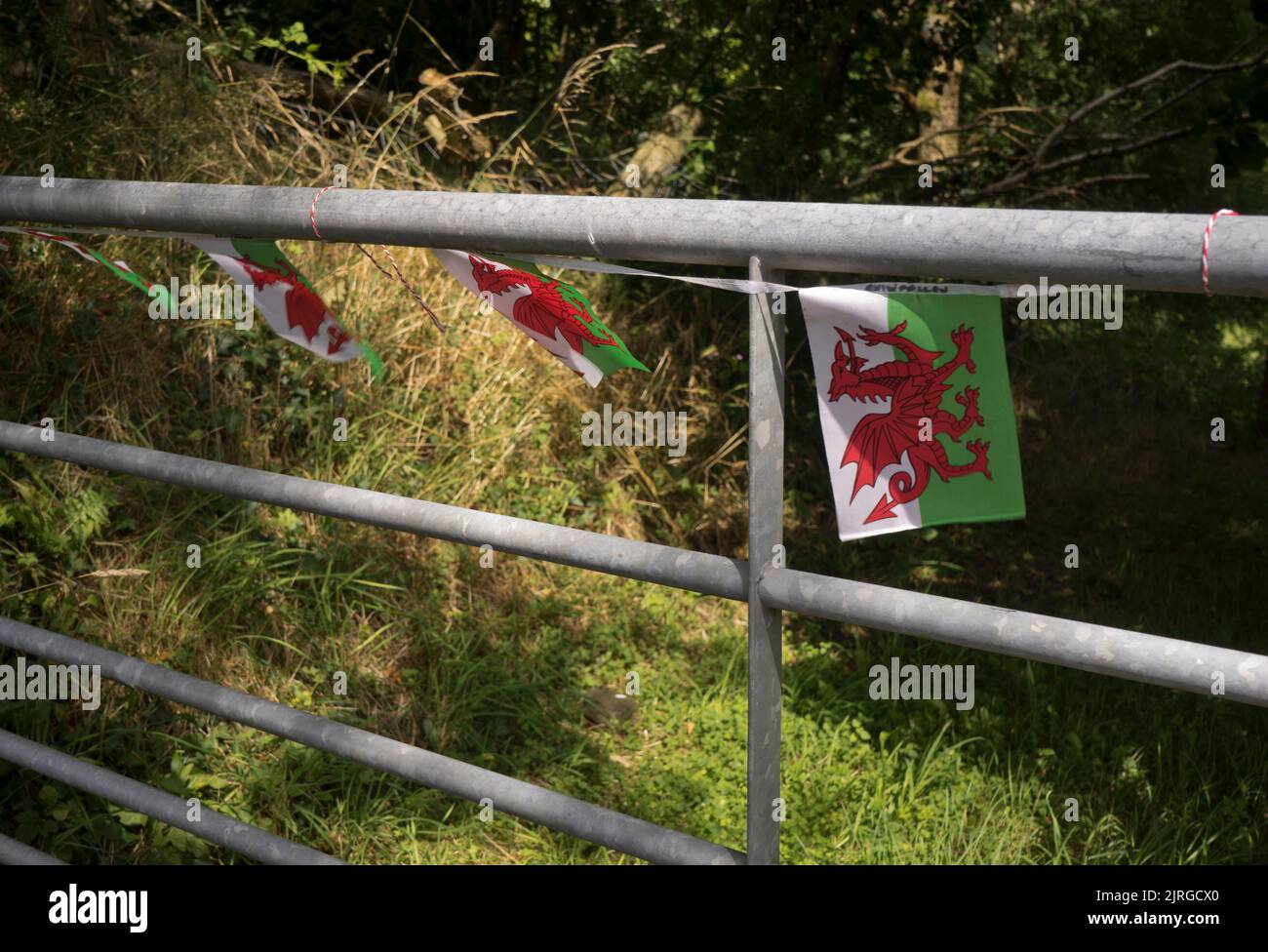 Walisische Flagge an einem Farmtor in Tregaron, Ceredigion, Wales, Großbritannien Stockfoto