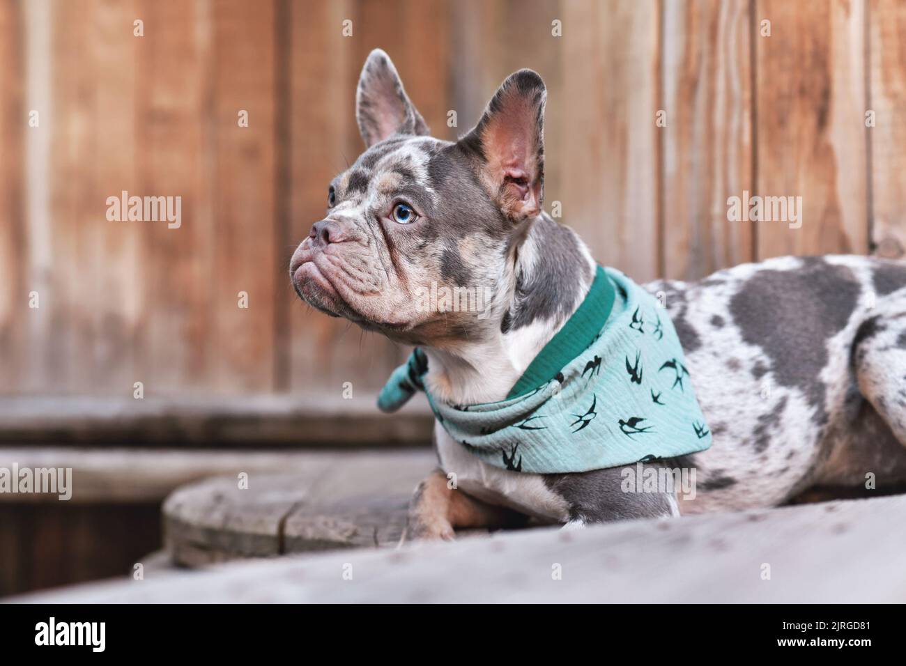 Französischer Bulldog-Hund mit grünem Nackentuch, der zwischen hölzernen industriellen Kabeltrommeln liegt Stockfoto