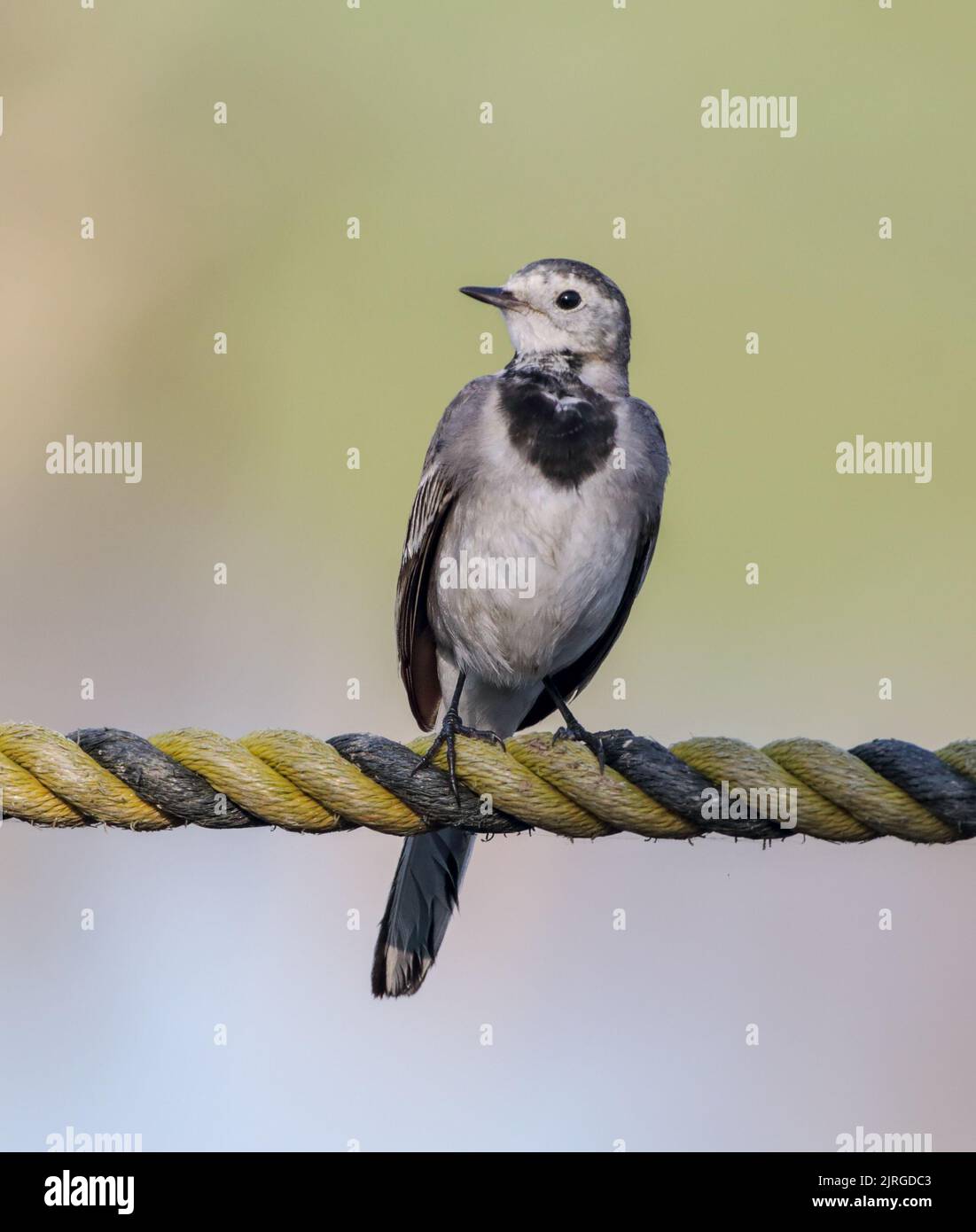 Die bachstelze ist ein Schmetterling (Tagfalter) aus der Familie Motacillidae, die auch pipits und longclaws. Stockfoto