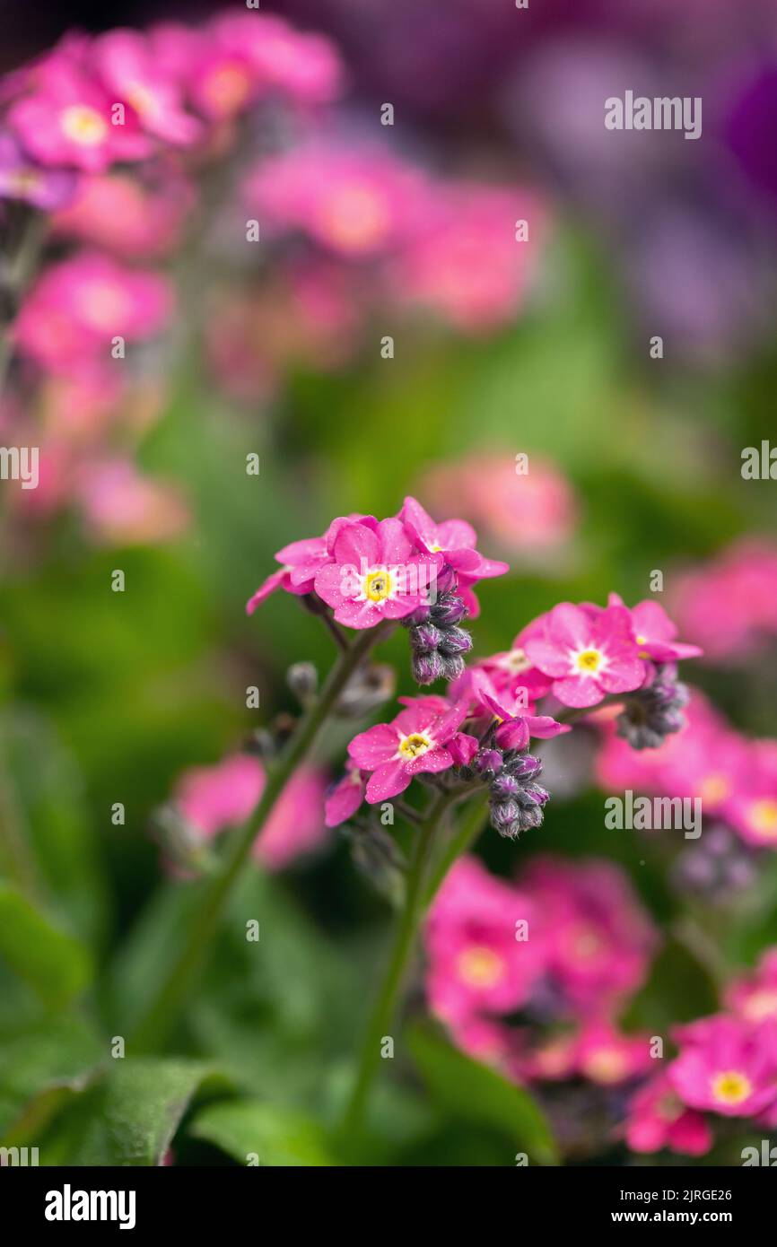 Rosa Vergiss-mich-nicht blüht (Gattung Mysotis). Stockfoto