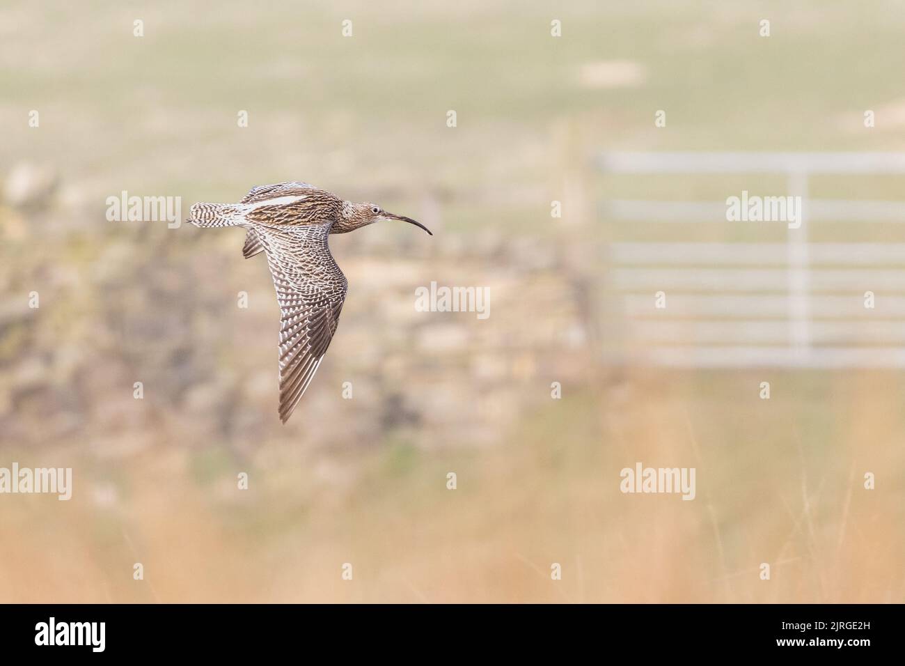 Curlew (Numenius arquata) fliegt über Moorland, West Yorkshire, England, britische Tierwelt Stockfoto