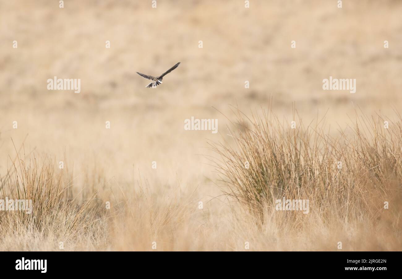 Skylark (Alauda Arvensis) fliegt im Frühjahr über Moorland, North Yorkshire, britische Tierwelt. Stockfoto