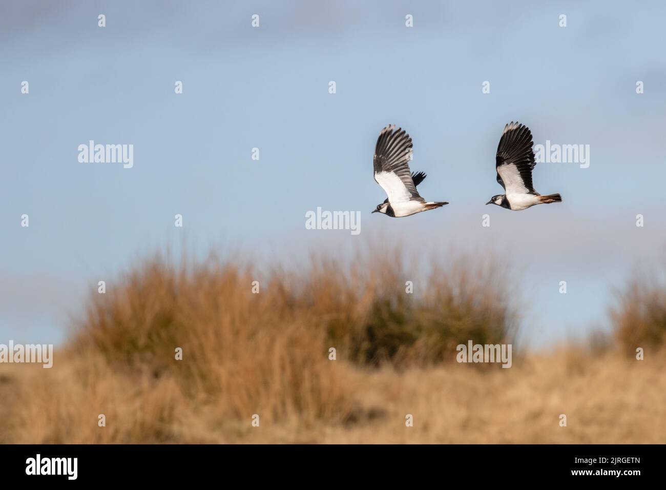 Zwei Kiebitze (Vanellus vanellus) fliegen synchron über Moorland, North Yorkshire, England, britische Tierwelt Stockfoto