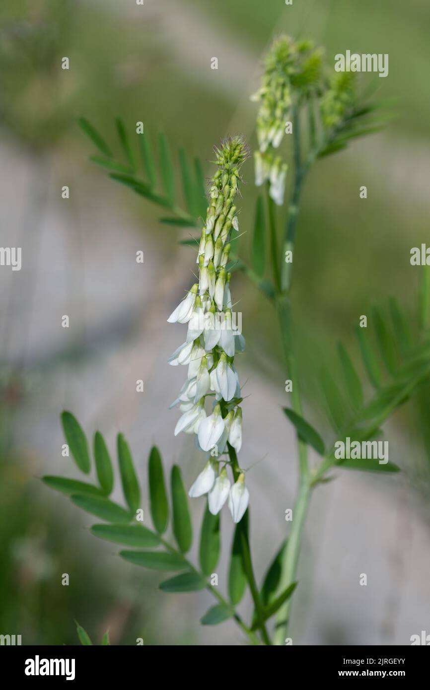 Blütenstand der italienischen fitch (Galega officinalis). Stockfoto