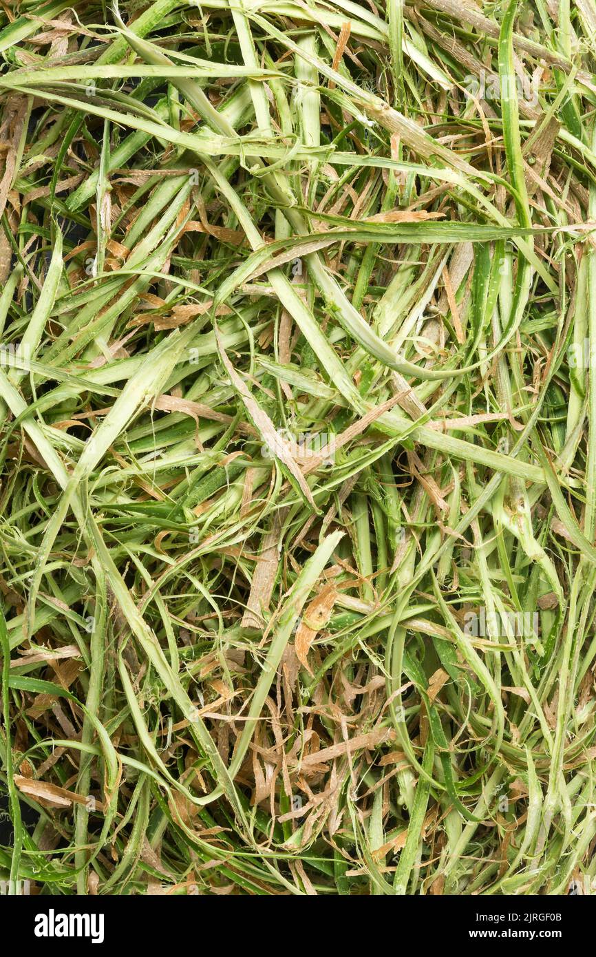 Geschälte Baumrinde oder äußere Schicht des Stammes für die Herstellung von organischem Dünger oder Mulchen, Draufsicht auf biologisch abbaubares Gartenrecycling-Material, Vollrahmen Stockfoto