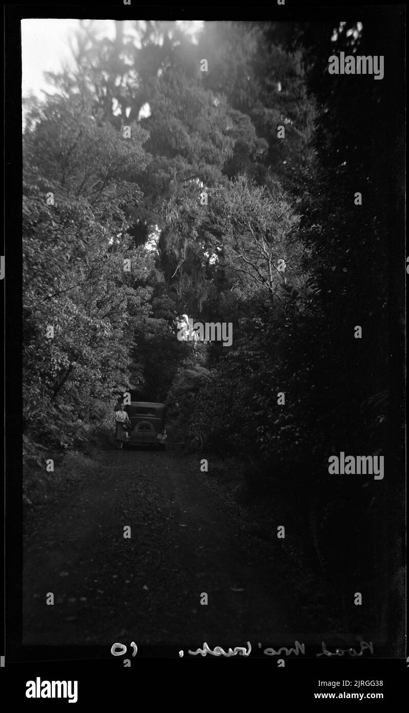 Bushstraße an den unteren Hängen des Mount Egmont - der Manaia Track, der zu Dawson Falls führt (16), 14. März 1941, von Leslie Adkin. Schenkung des Gutsbesitzes der Familie G. L. Adkin, 1964. Stockfoto