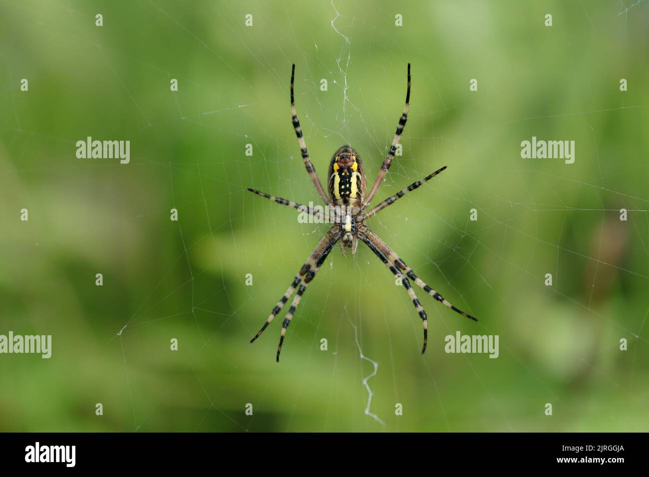 Weibliche Wespenspinne (Agriope bruennichi). Stockfoto