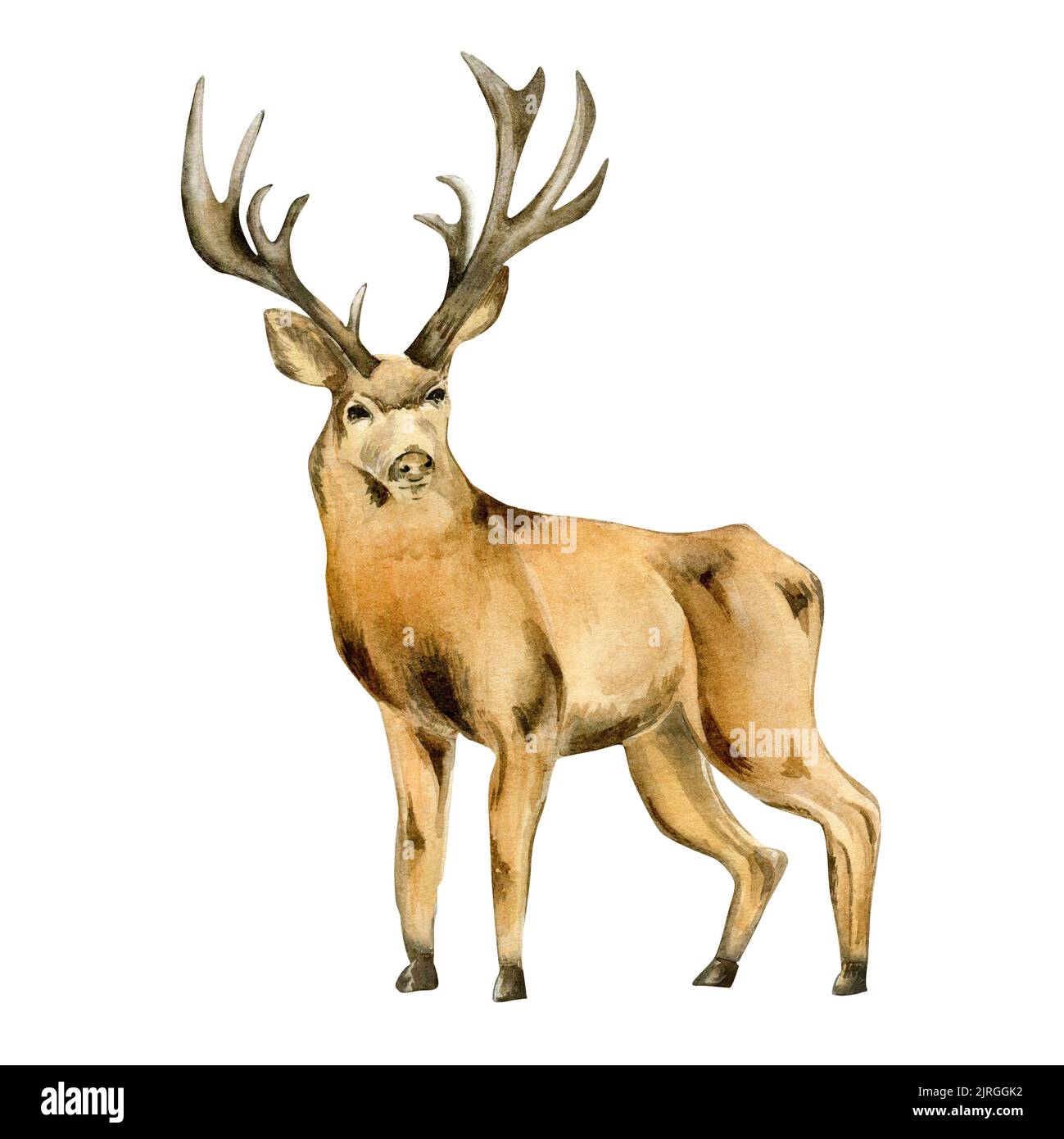 Hirsch, gehörnte Tier Aquarell-Illustration isoliert auf weißem Hintergrund. Waldtier im Winter, Wildtiere handgezeichnet. Element für Design Weihnachten c Stockfoto