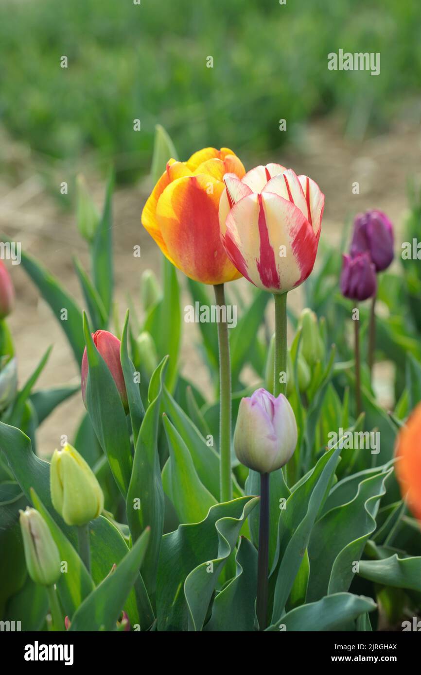 Tulpe blüht in einem schneidenden Garten. Stockfoto