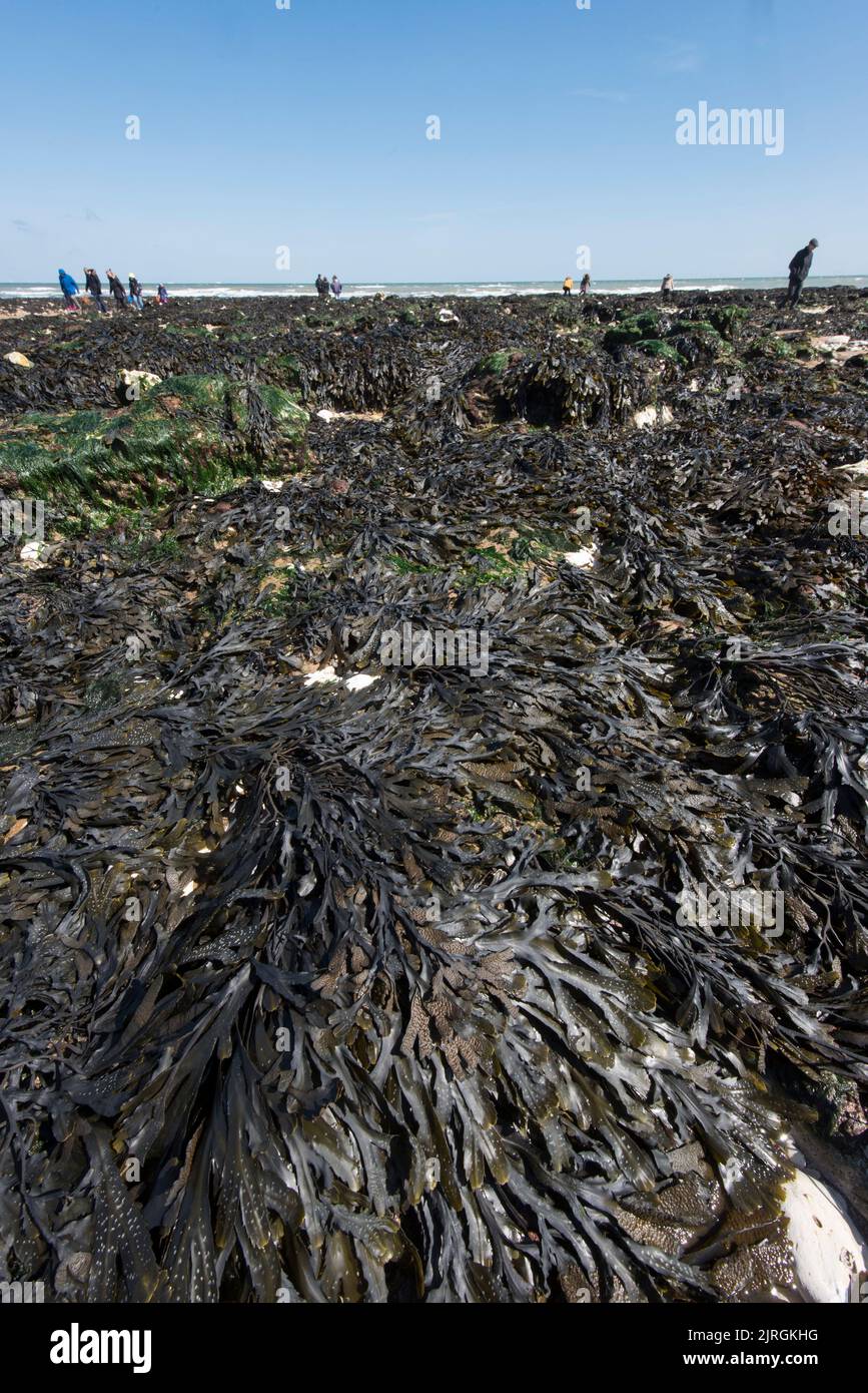 Die Menschen wandern zwischen den Felsenpools und Algen in der Nähe der Botany Bay in Kent England in Großbritannien Stockfoto