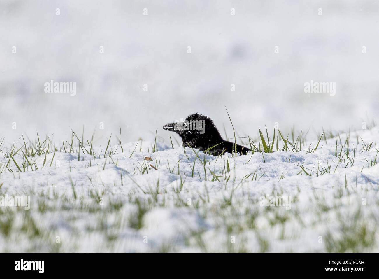 Krähe auf dem Boden versteckt im Schnee im Gras auf der Suche nach Nahrung, West Yorkshire, England, britische Tierwelt Stockfoto