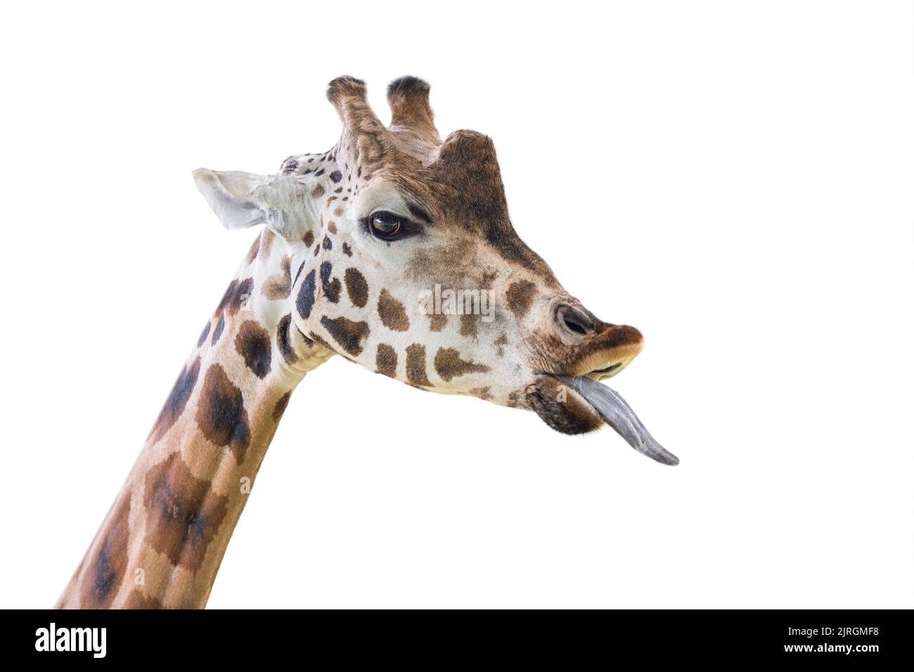 Giraffe zeigt eine lange Zunge. Lustige Giraffe isoliert auf weißem Hintergrund. Nahaufnahme des Kopfes einer Giraffe mit der Zunge, die nach außen hängt. Stockfoto