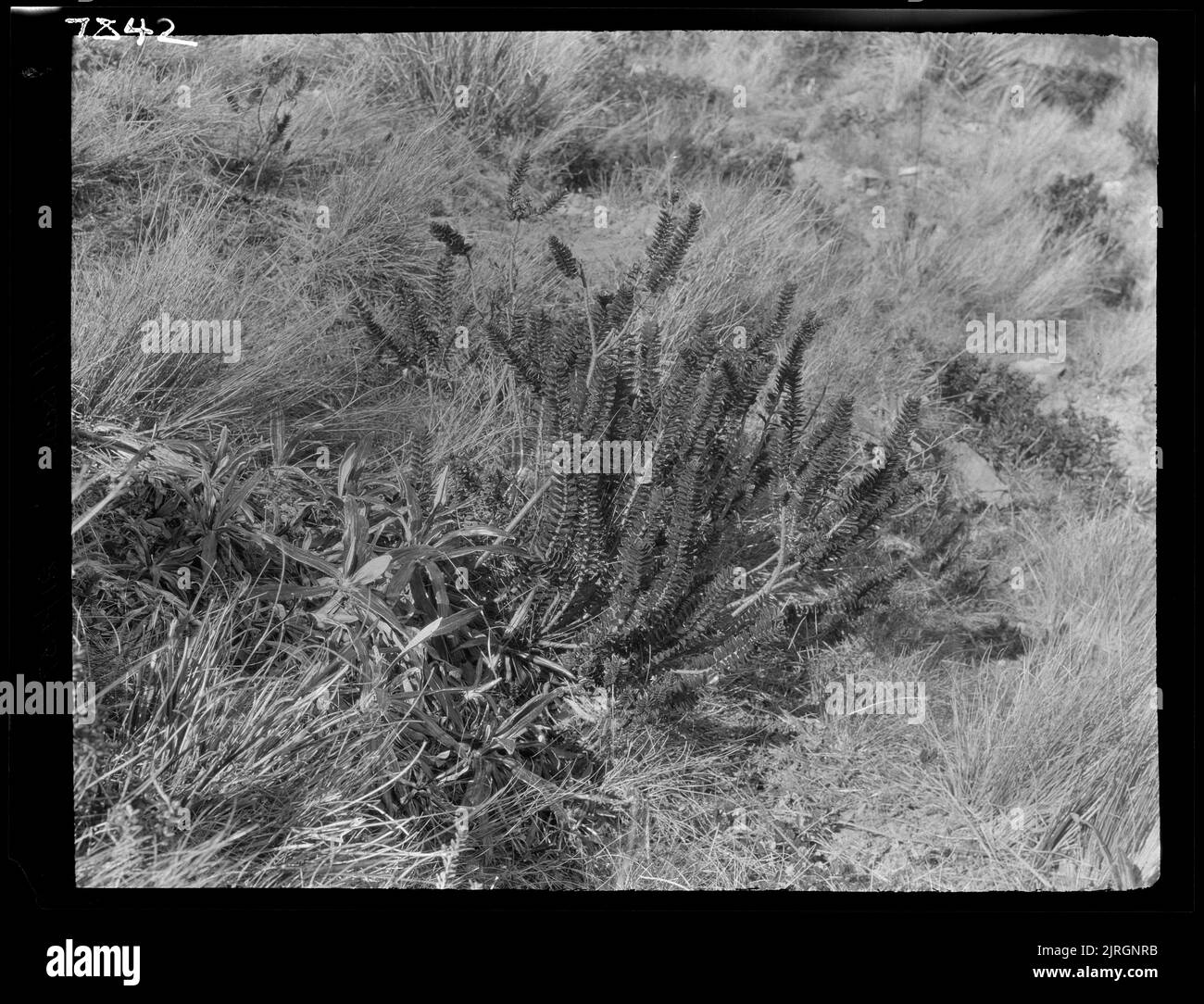 Hebe-Exemplar in Blüte, um 1922, von Dr. Leonard Cockayne F.R.S. Stockfoto