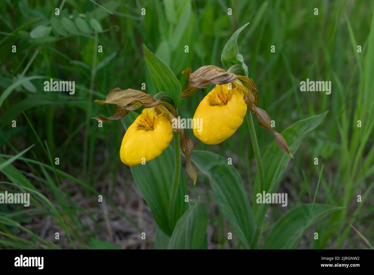 Der große Slipper der Gelben Dame im Tall Grass Preserve im Süden von Manitoba, Kanada. Stockfoto