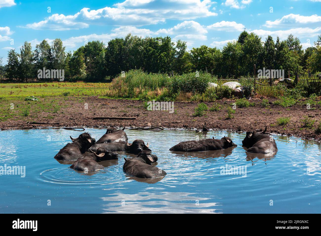 Wasserbüffel im Naturschutzgebiet Ohre-Dromling in Sachsen-Anhalt. Stockfoto