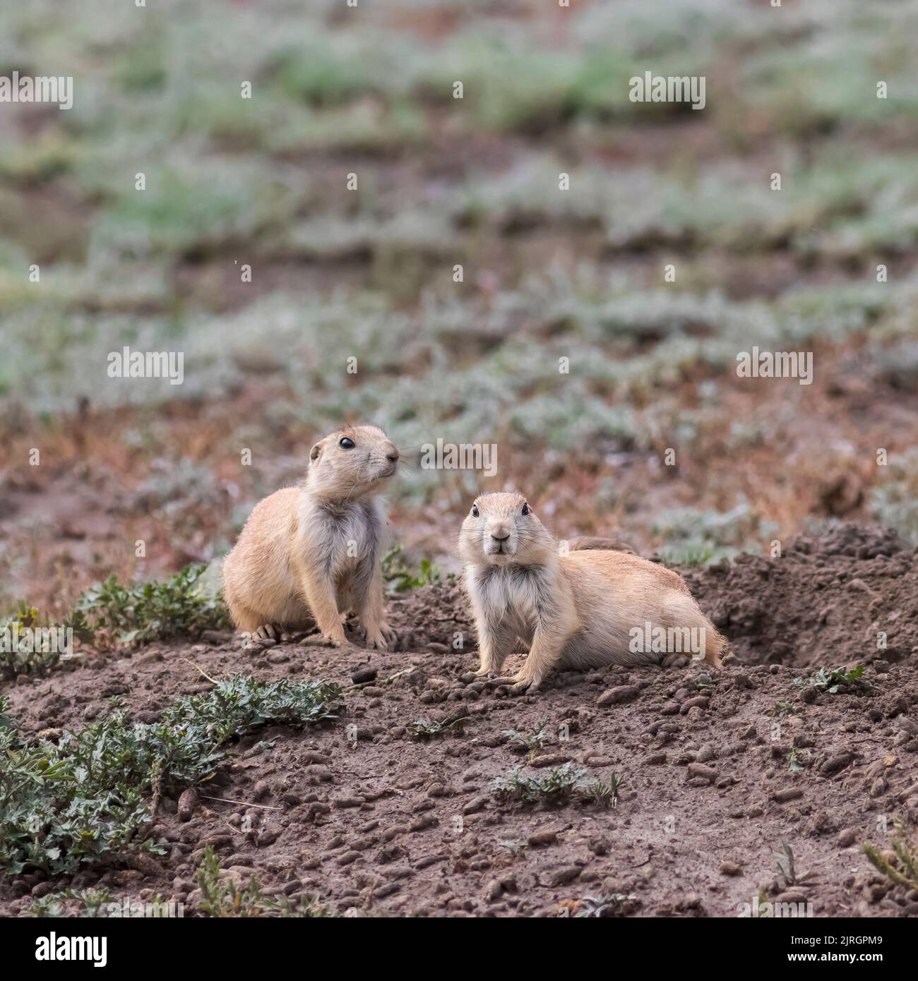 Schwarze Schwanzpräriehunde in ihrem Bau im Grasslands National Park, Saskatchewan, Kanada. Stockfoto