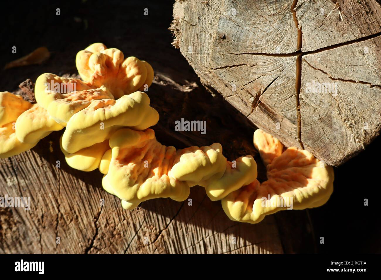 Große Schwefelpolypore auf einem Baumstamm Stockfoto