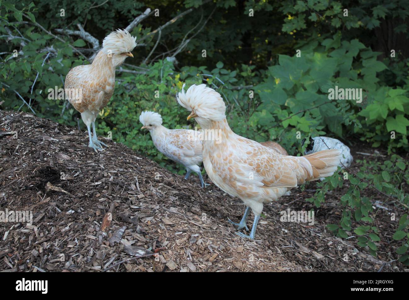 Polnische Hühner Aus Freilandhaltung Stockfoto