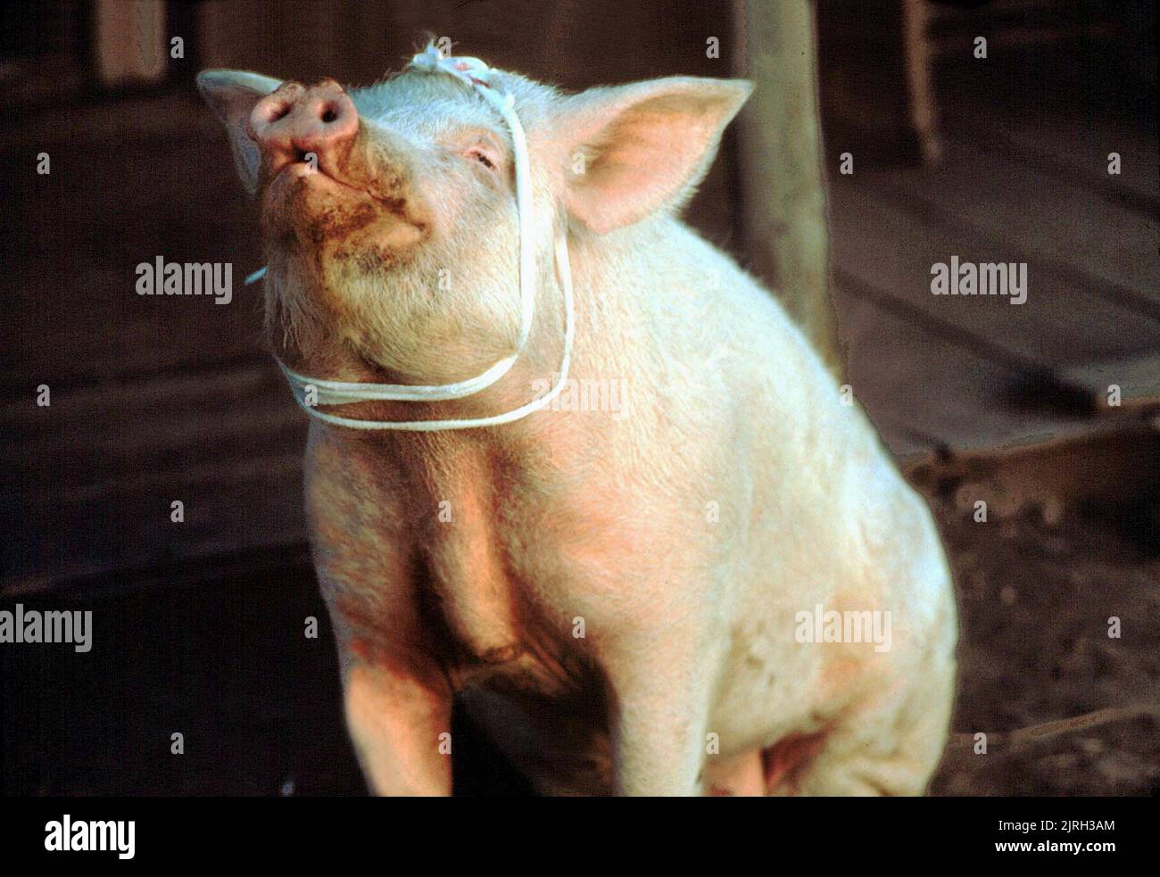 DAS SCHWEIN, DER MILAGRO-BEANFIELD-KRIEG, 1988 Stockfoto